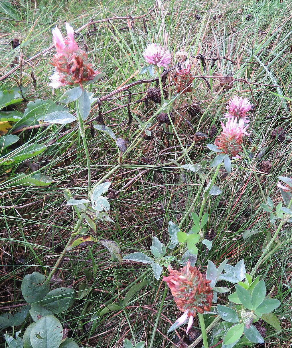   Red Clover 